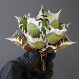 【ベアルート】DRAGON AGAVE 精品 紅猫 EC2783