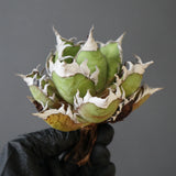 【ベアルート】DRAGON AGAVE 精品 紅猫 EC2783