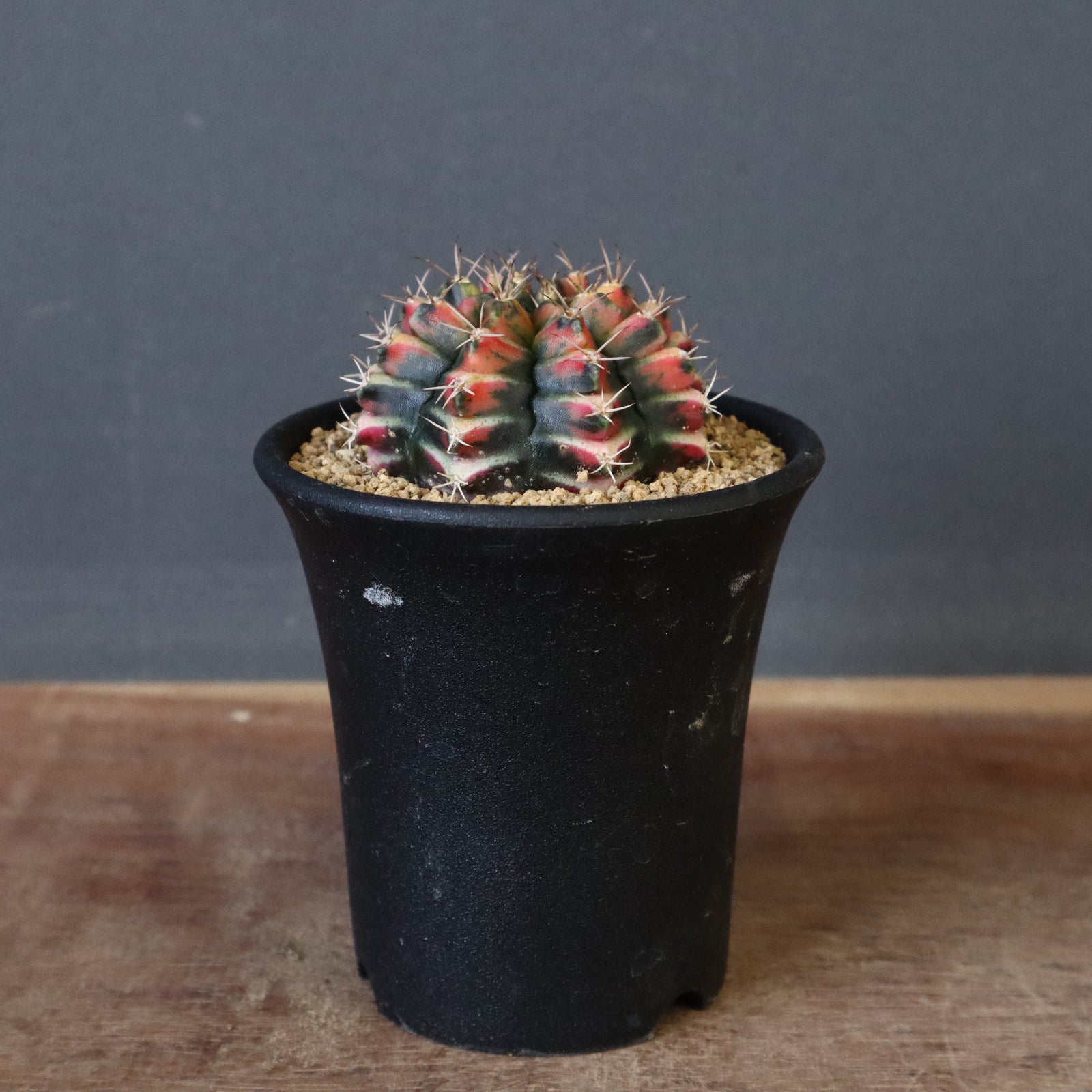 ギムノカリキウム実生 ミハノビッチ 牡丹玉錦 EC606 – TaiShoDo ONLINE