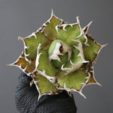 【ベアルート】DRAGON AGAVE 精品 紅猫 EC2783