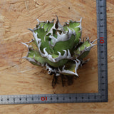 【ベアルート】DRAGON AGAVE 精品 紅猫 EC2783