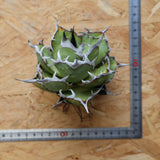 【ベアルート】DRAGON AGAVE 精品 黒帝斯 EC2769