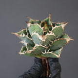 【ベアルート】DRAGON AGAVE 精品Dennis018 EC2785