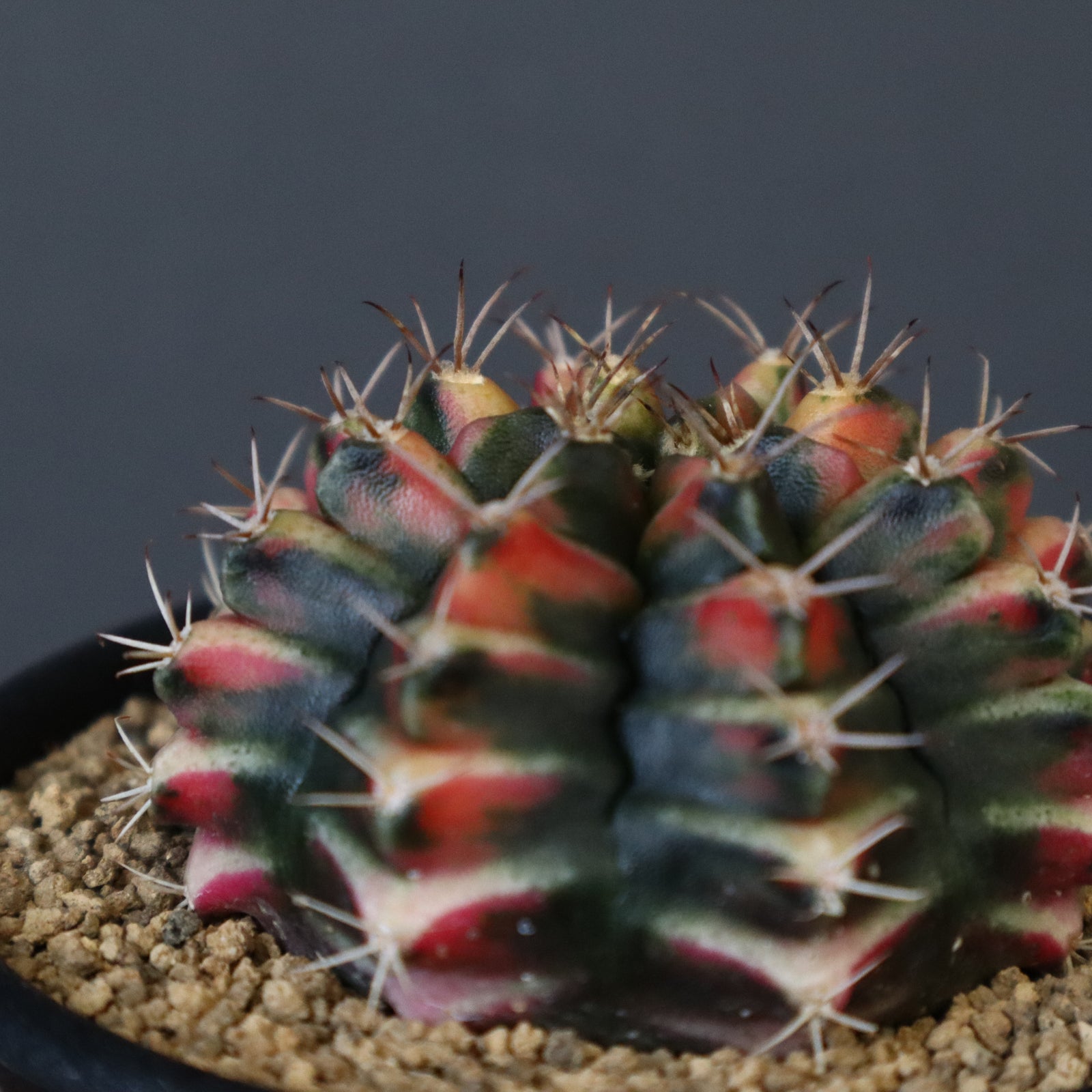 ギムノカリキウム実生 ミハノビッチ 牡丹玉錦 EC606 – TaiShoDo ONLINE