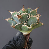 【ベアルート】DRAGON AGAVE 精品Dennis018 EC2785