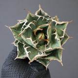 【ベアルート】DRAGON AGAVE 精品Dennis018 EC2785