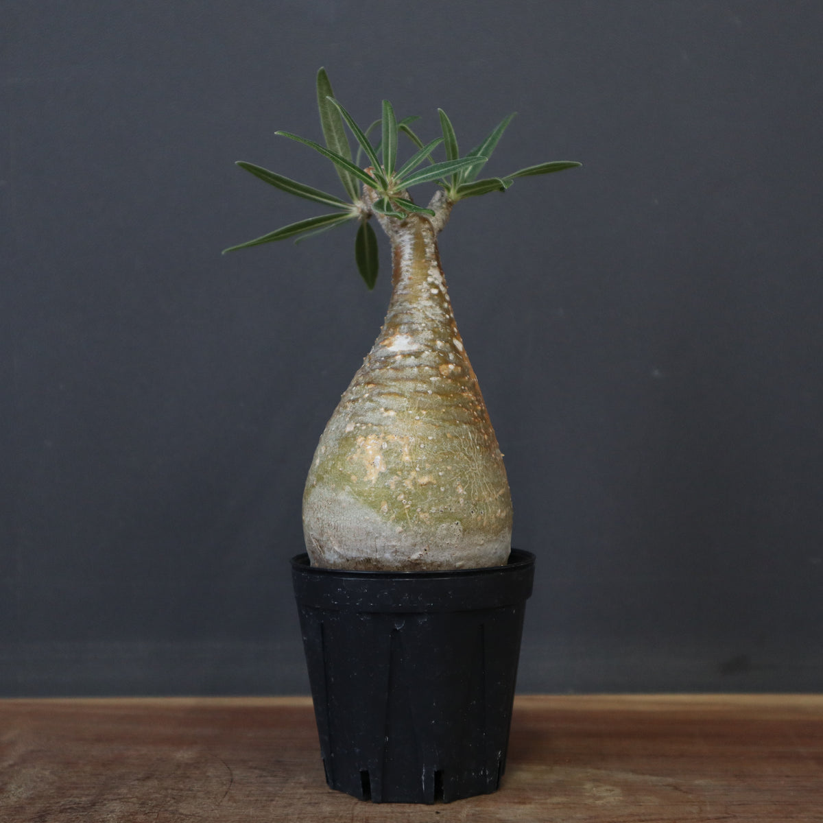 よよよ　グラキリス パキポディウム・グラキリスの現品商品 | 観葉植物通販AONOKI