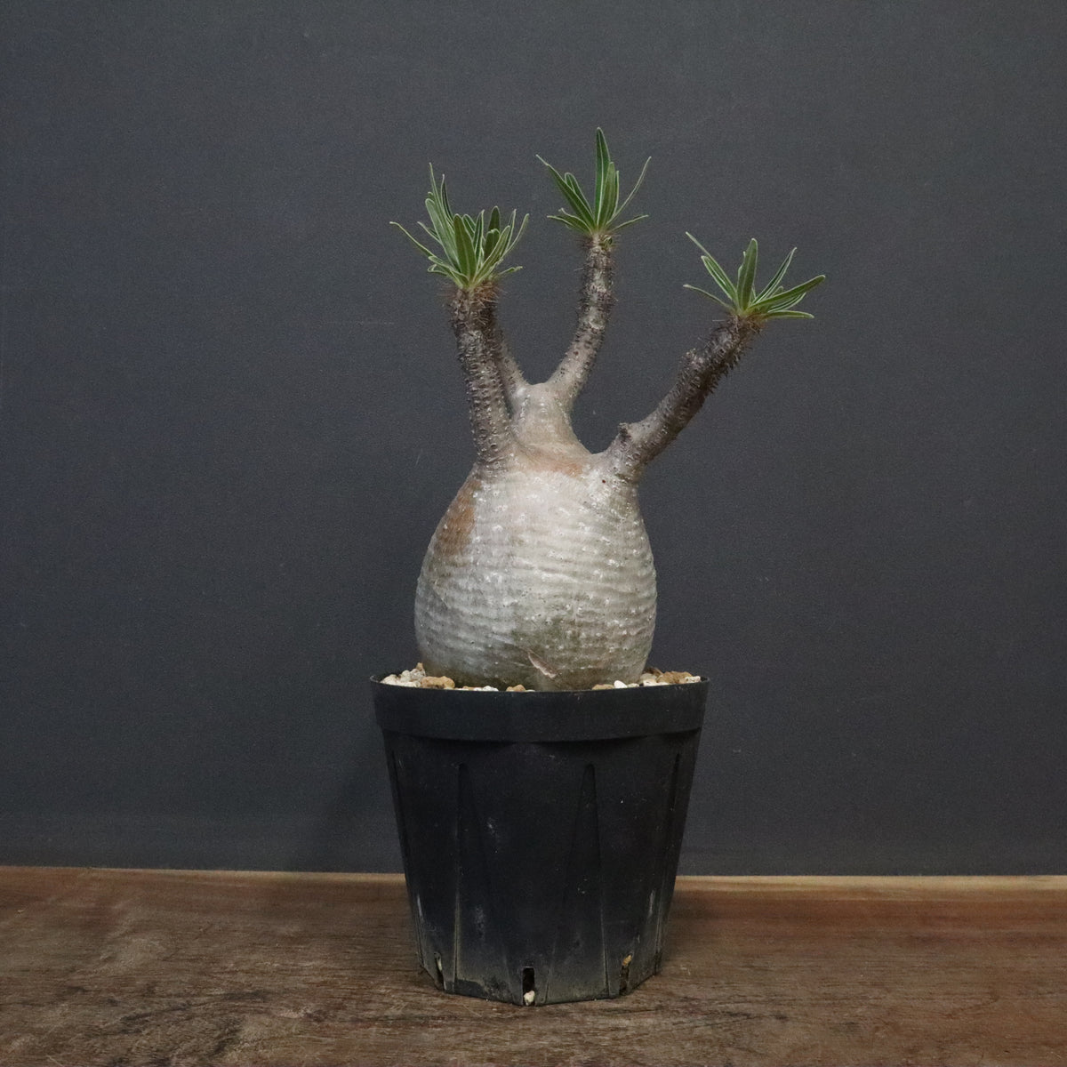 植物販売 TaiShoDo ONLINE SHOP 塊根植物 多肉植物通販