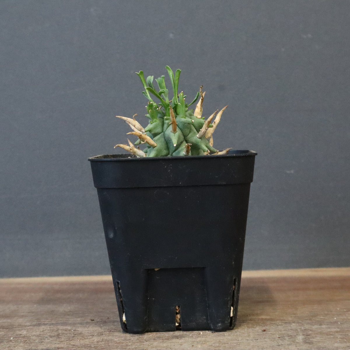 ユーフォルビア – TaiShoDo ONLINE SHOP