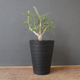 B.ネグレクタ EC2322