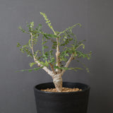 B.ネグレクタ EC2322