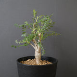 B.ネグレクタ EC2322