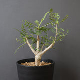 B.ネグレクタ EC2322