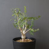 B.ネグレクタ EC2322