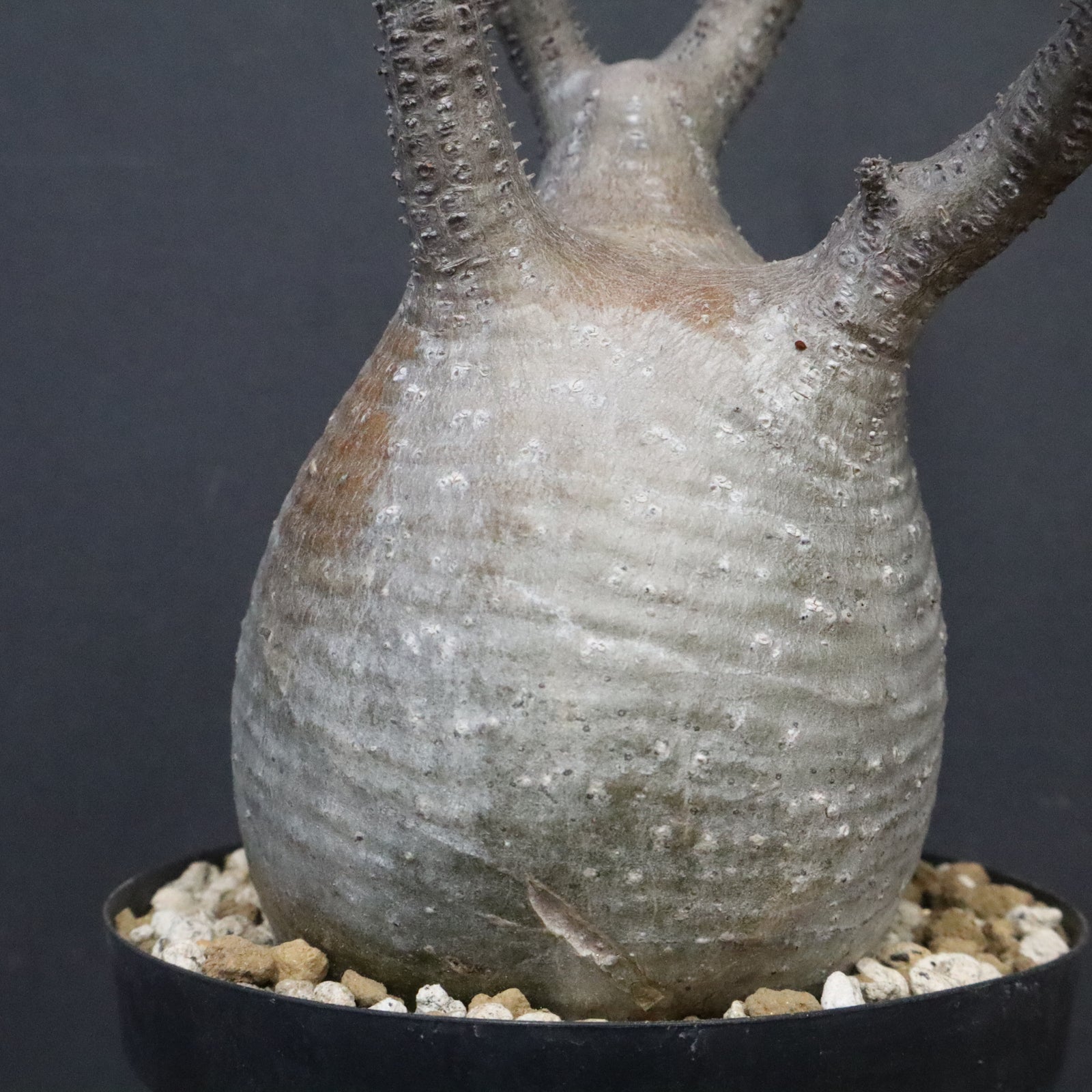 パキポディウム　グラキリス 観葉植物/パキポディウム グラキリス4号 22-02 : 園芸ネット - 通販