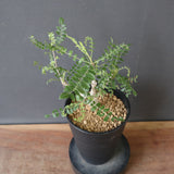 B.ネグレクタ EC2322