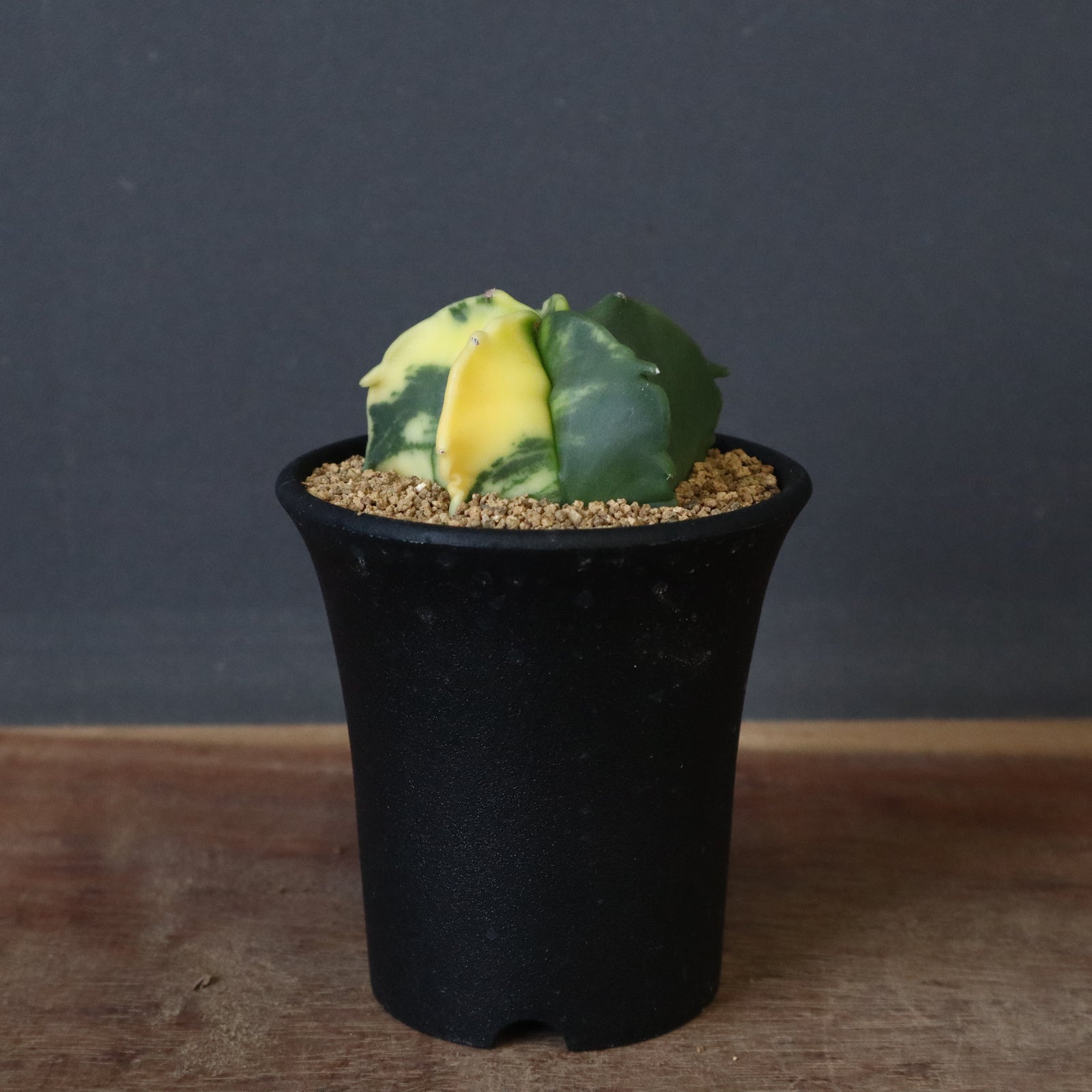 アストロフィツム ランポー錦 EC609 – TaiShoDo ONLINE SHOP