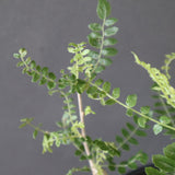 B.ネグレクタ EC2322