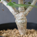 B.ネグレクタ EC2322