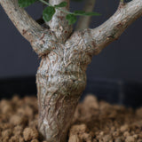 B.ネグレクタ EC2322