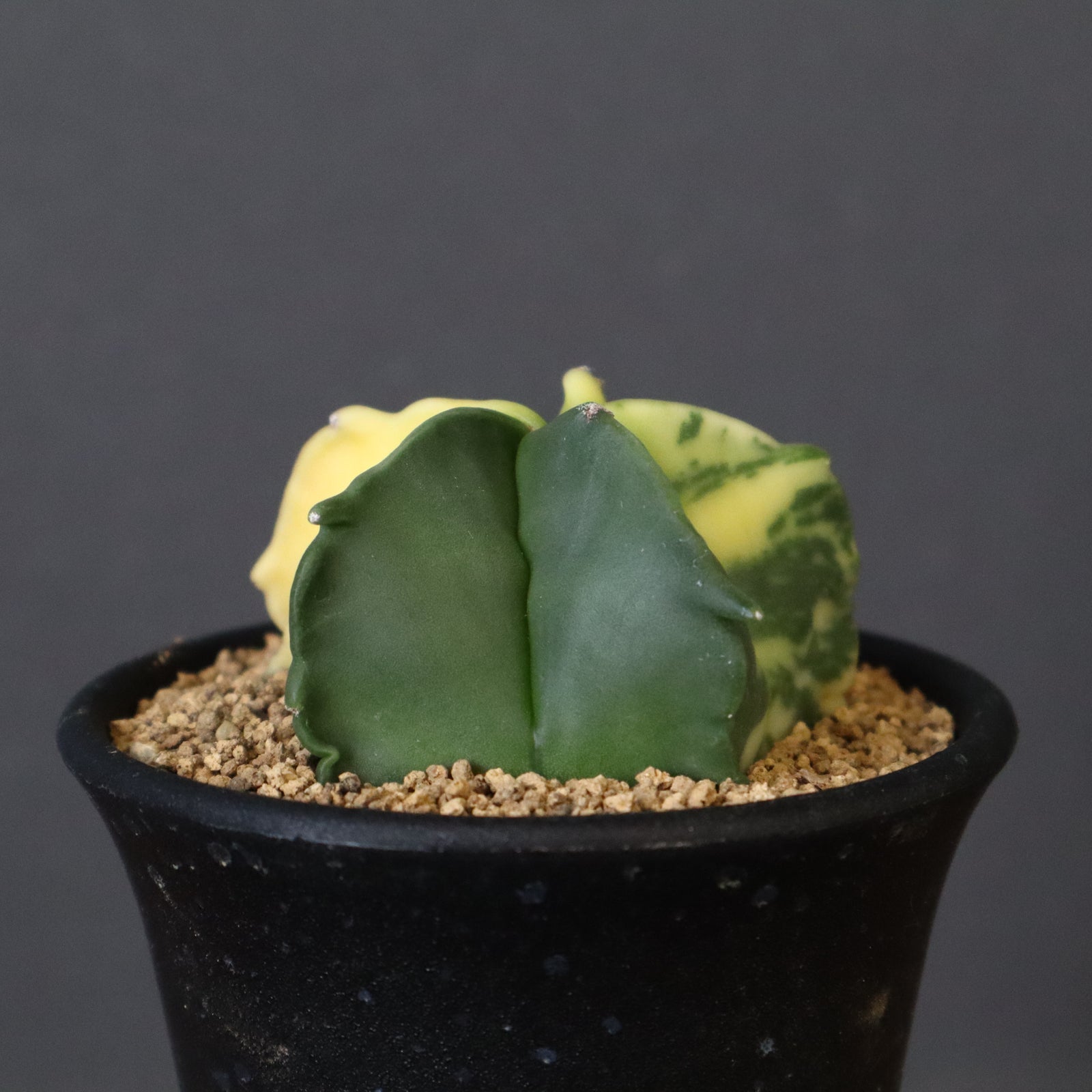 多肉 ランポー サボテン：ランポー玉（らんぽうぎょく） 4.5号鉢植え の通販