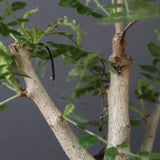 B.ネグレクタ EC2322