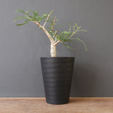 B.ネグレクタ EC2323