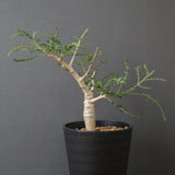 B.ネグレクタ EC2323