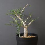 B.ネグレクタ EC2323