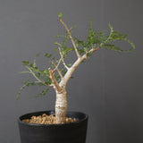 B.ネグレクタ EC2323