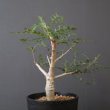 B.ネグレクタ EC2323