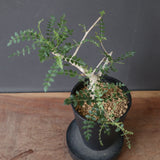 B.ネグレクタ EC2323