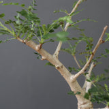 B.ネグレクタ EC2323