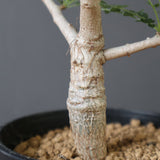 B.ネグレクタ EC2323