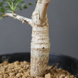 B.ネグレクタ EC2323