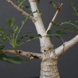 B.ネグレクタ EC2323