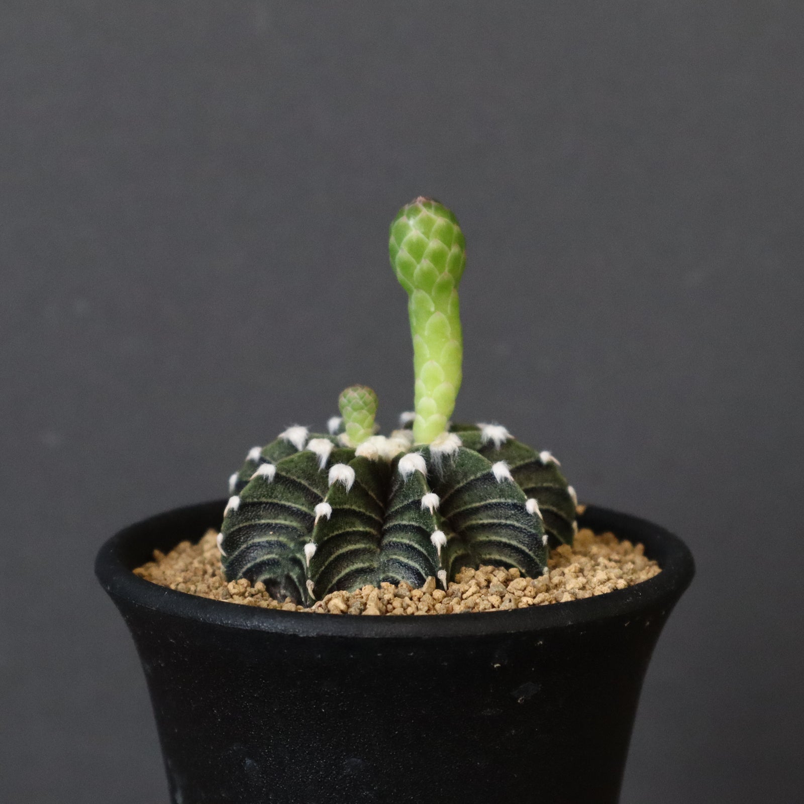 【現品配送】ギムノカリキウム ミハノビッチ 15個セット アソート 2.5号 ① 現品配送】ギムノカリキウム ミハノビッチ 15個セット アソート 2.5号 ②