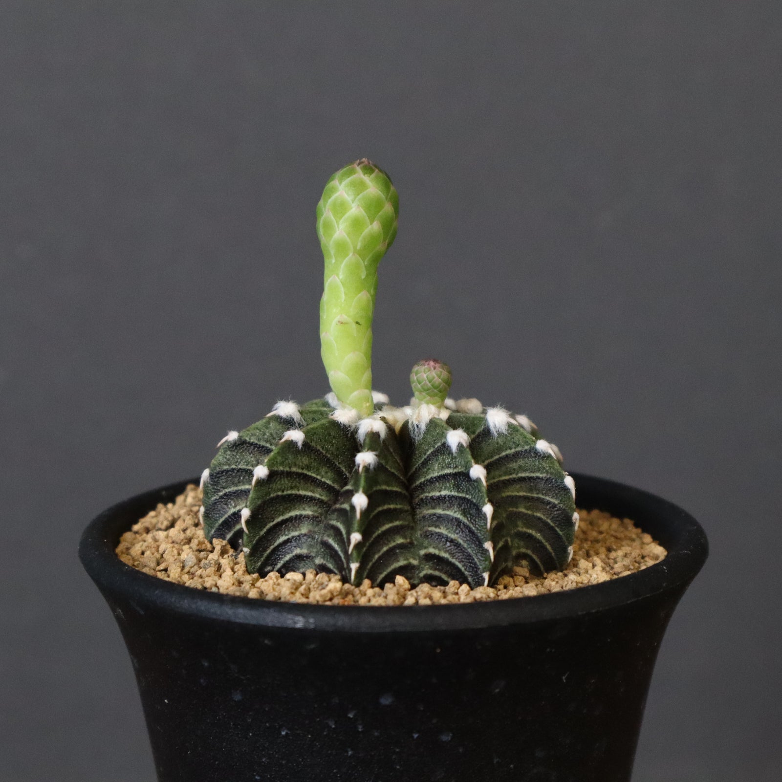 ギムノカリキウム ミハノビッチ VOS1241 EC610 – TaiShoDo