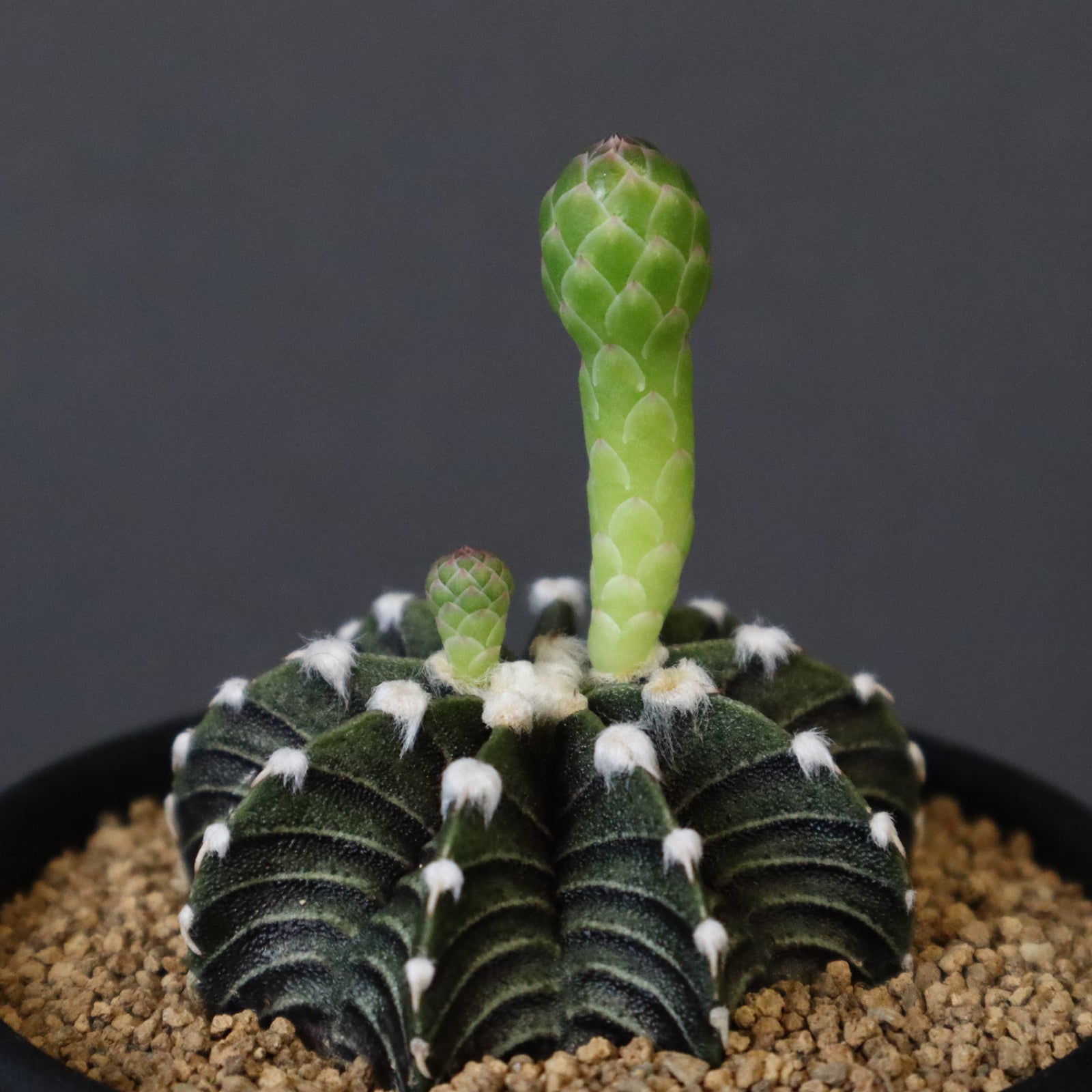 【現品配送】ギムノカリキウム ミハノビッチ 15個セット アソート 2.5号 ① 現品配送】ギムノカリキウム ミハノビッチ 15個セット アソート