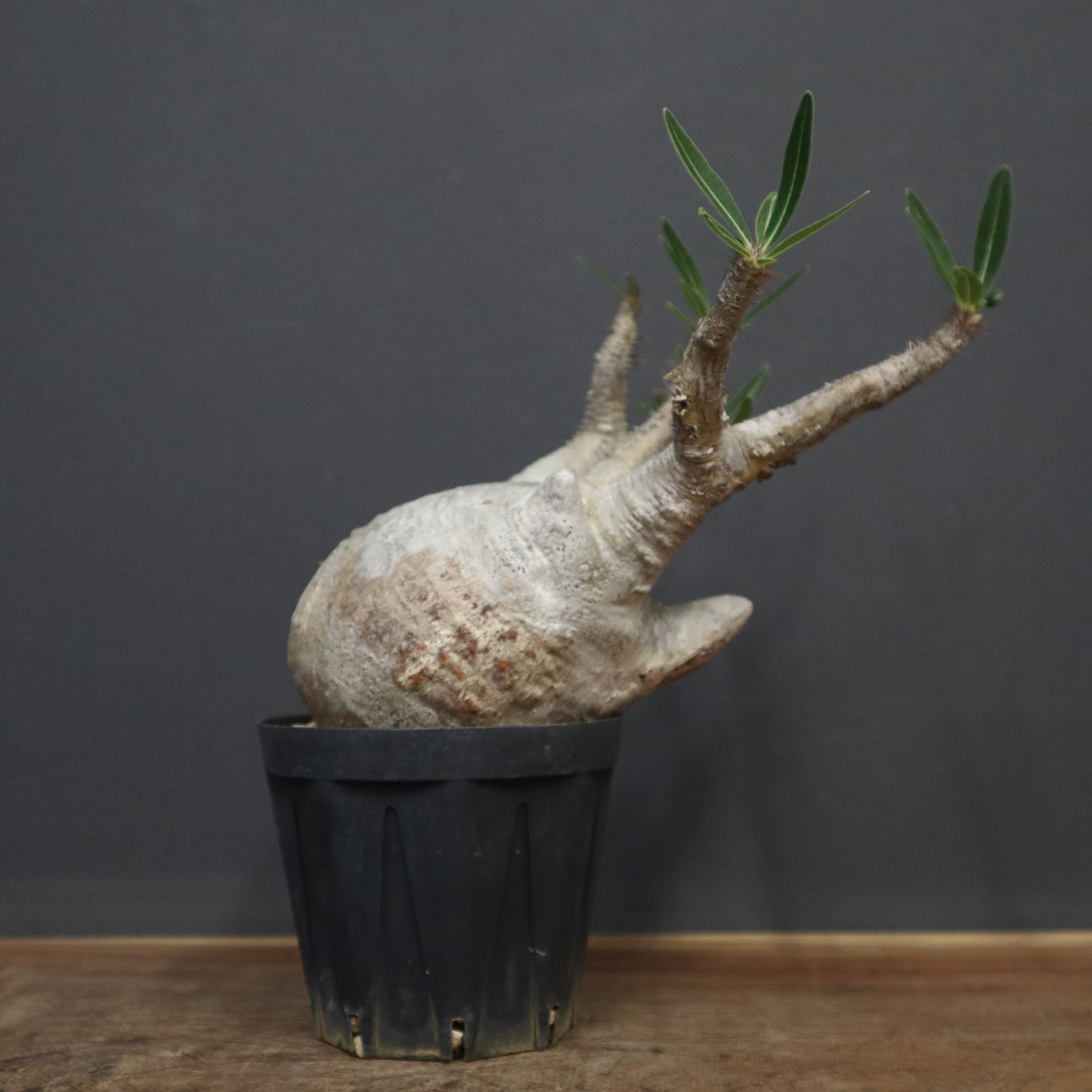 P.グラキリス 835 – TaiShoDo ONLINE SHOP