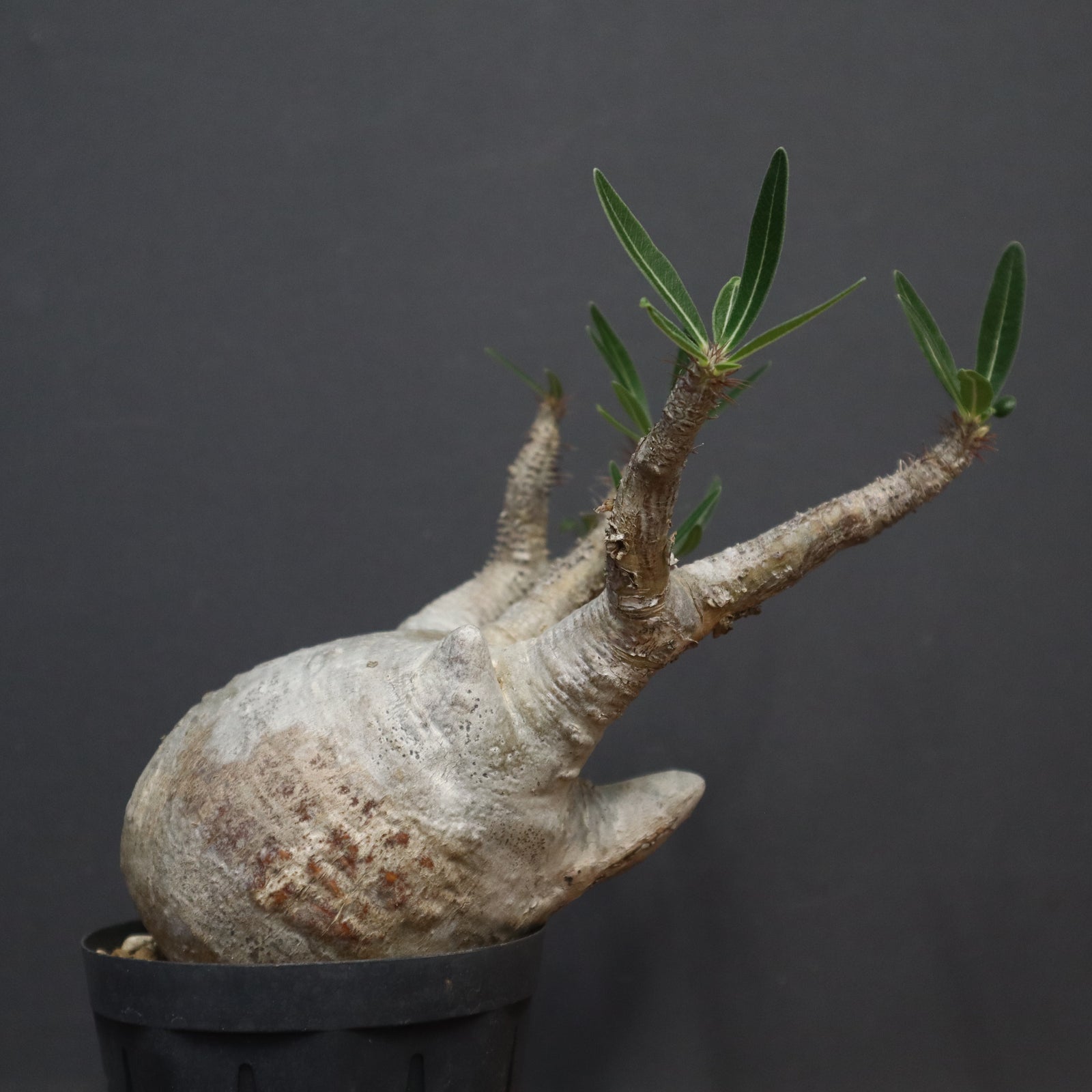 グラキリス P.グラキリス1244【綴化】 – TaiShoDo ONLINE SHOP