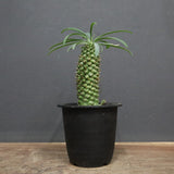 E.プピグランス 03