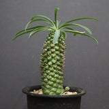 E.プピグランス 03