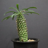 E.プピグランス 03