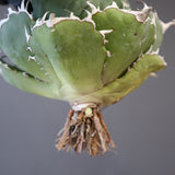 【ベアルート】アガベ 白鯨 25