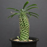 E.プピグランス 03