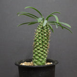 E.プピグランス 03