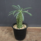 E.プピグランス 03