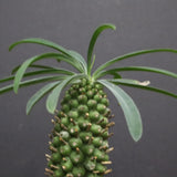 E.プピグランス 03