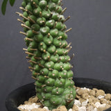 E.プピグランス 03